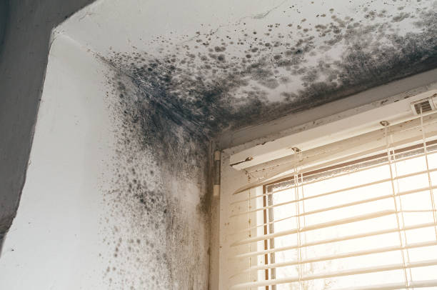 Affordable Basement Mold Removal solutions in Carrolltown, PA