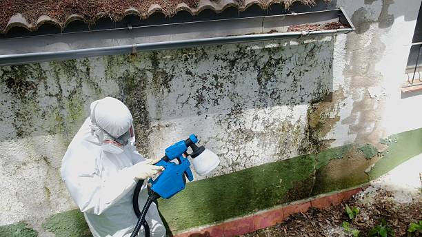 Top rated local Basement Mold Removal specialists in Carrolltown, PA